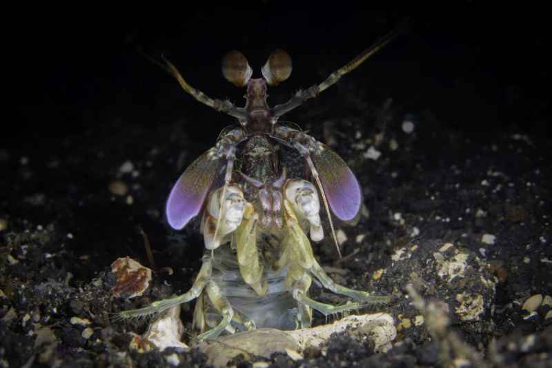 pink eared mantis shrimp odontodactylus latirostris 2