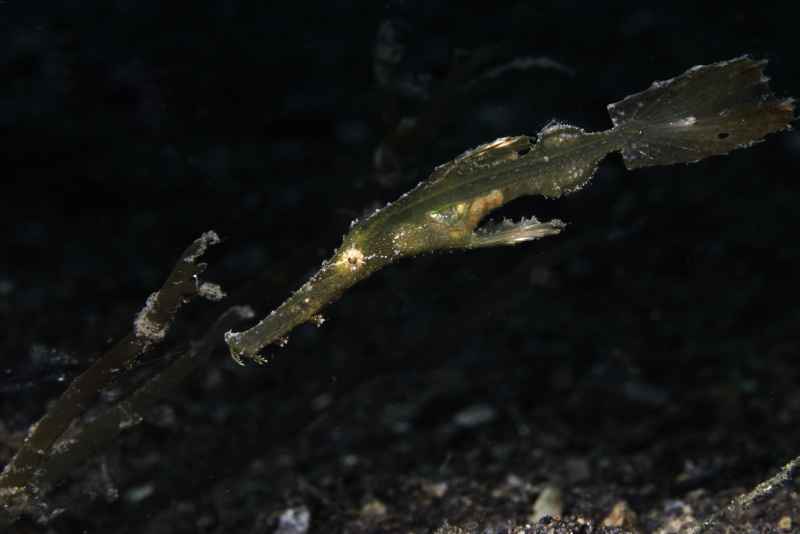 robust ghost pipefish solenostomus cyanopterus 2