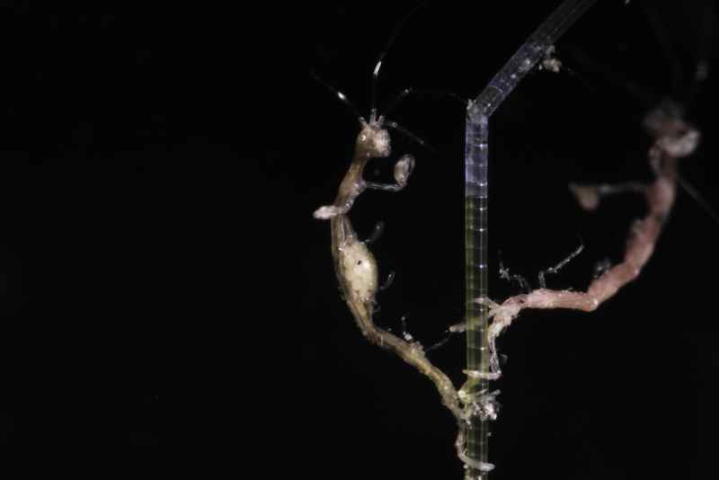 skeleton shrimp caprellidae caprella