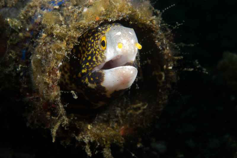 snowflake moray eel echidna nebulosa 2