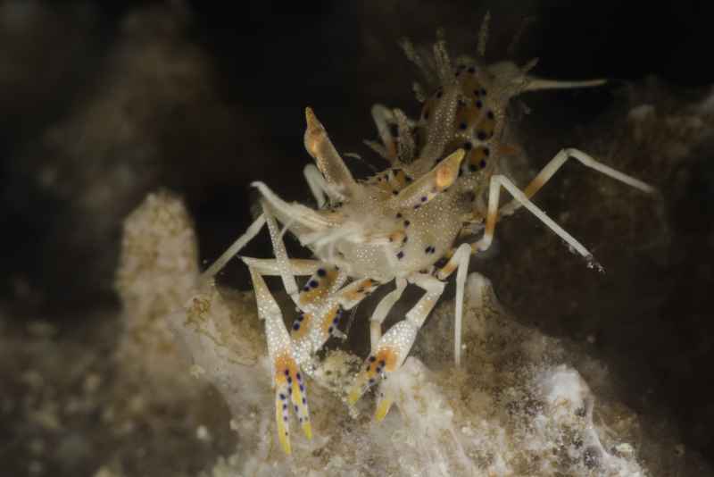 spiny tiger shrimp phyllognatia ceratophthalmus 2