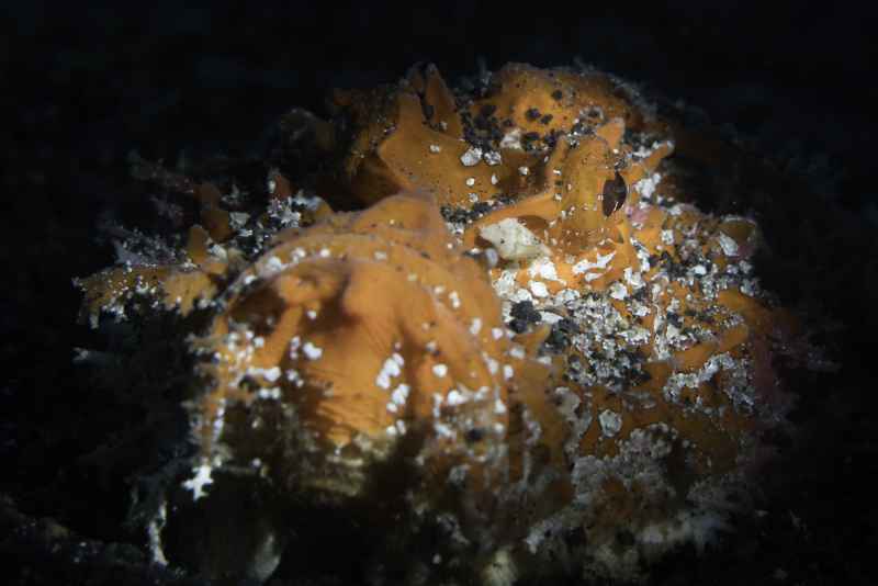 tasseled scorpionfish scorpaenopsis oxycephala 2