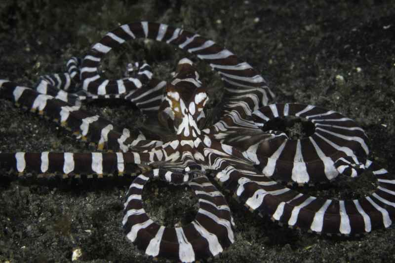 wunderpus octopus wunderpus photogenicus