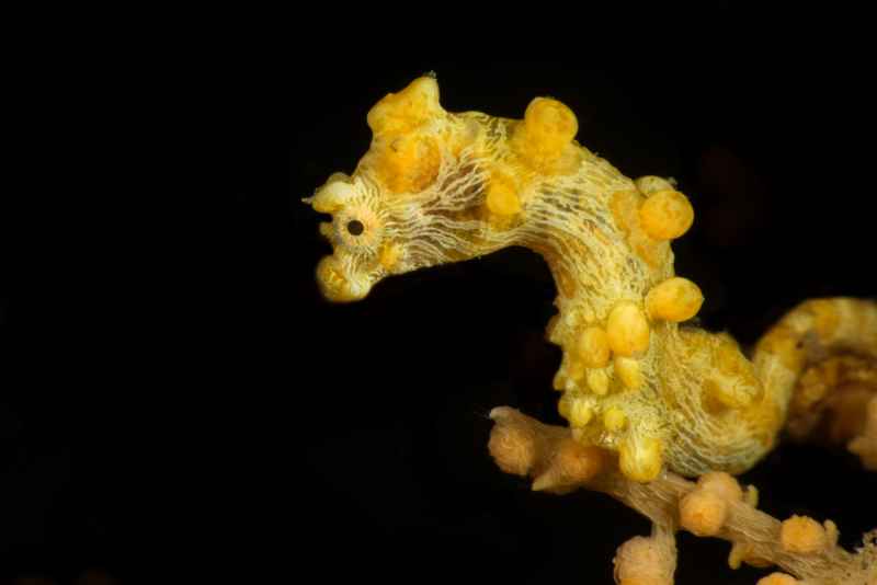 yellow pygmy seahorse hippocampus bargibanti 2