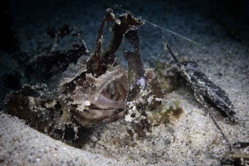 ambon scorpionfish pteroidichthys amboinensi01 2