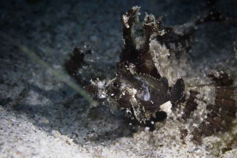 ambon scorpionfish pteroidichthys amboinensis02