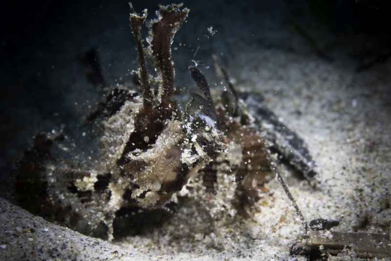 ambon scorpionfish pteroidichthys amboinensis03