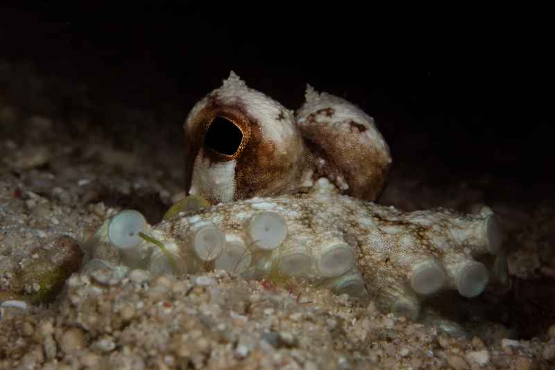 coconut octopus amphioctopus marginatus01 6