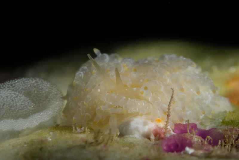 coral feeding aeolid phestilla lugubris