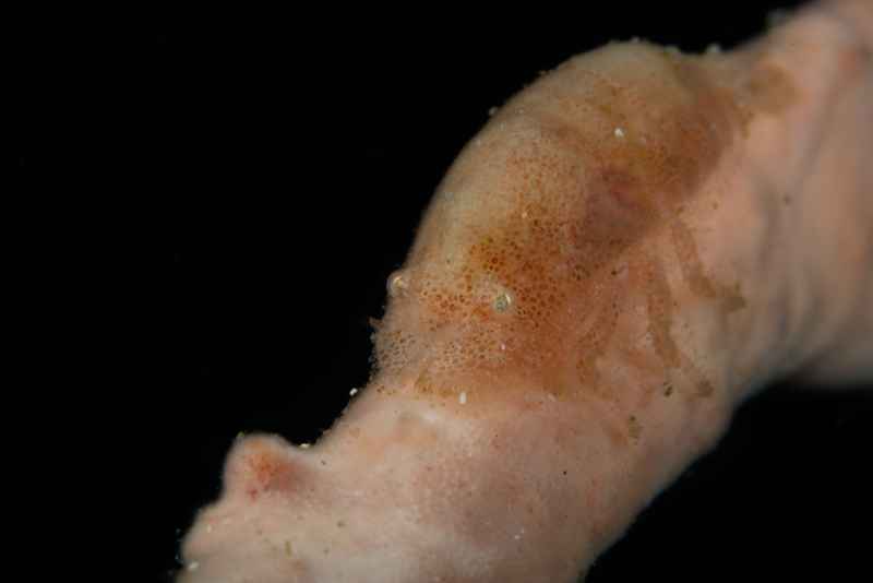 cryptic sponge shrimp gelastocaris paronae 2