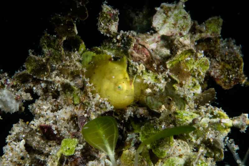 giant frogfish baby antennarius commerson