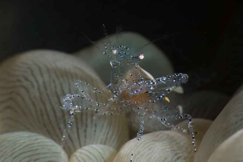 graceful anemone shrimp ancylomenes venustus