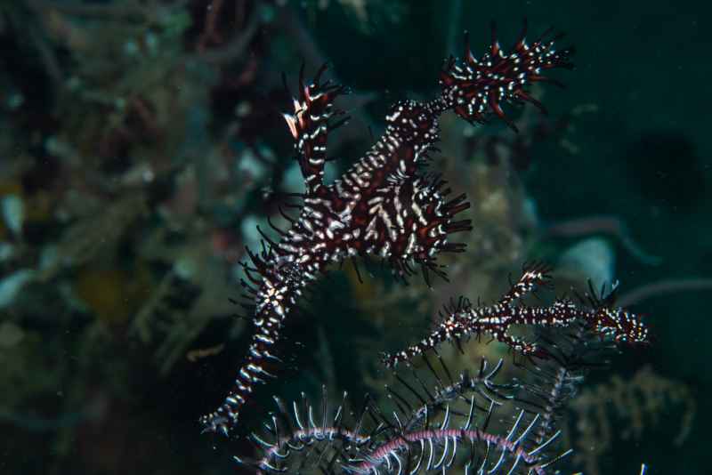 harlequin ghost pipefish solenostomus paradoxus 2