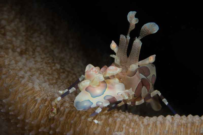 harlequin shrimp hymenocera elegans01 3