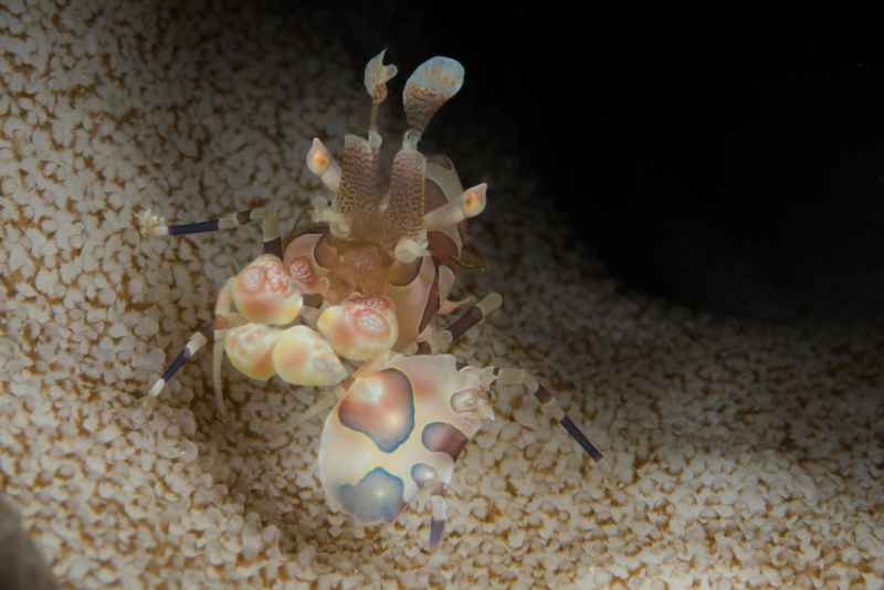 harlequin shrimp hymenocera elegans02 3