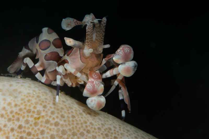 harlequin shrimp hymenocera elegans03 2
