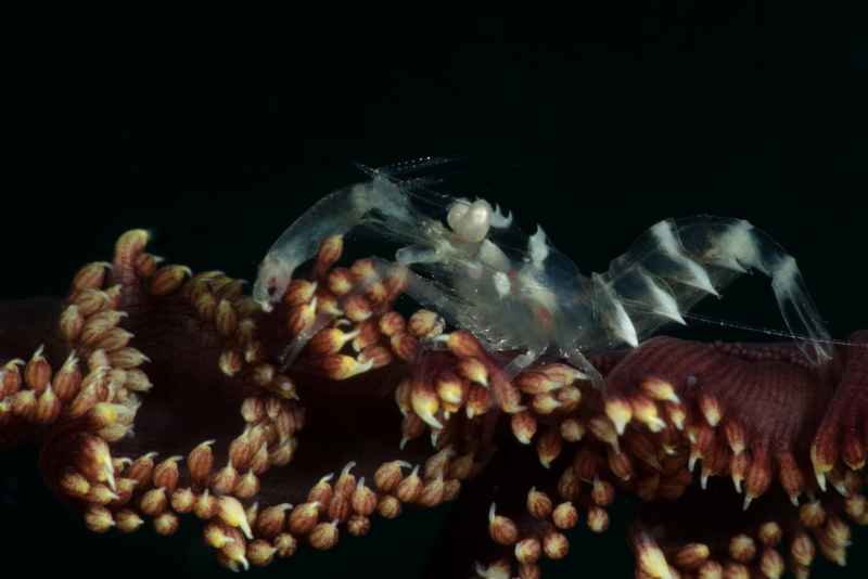 horned sea pen shrimp dasycaris ceratops