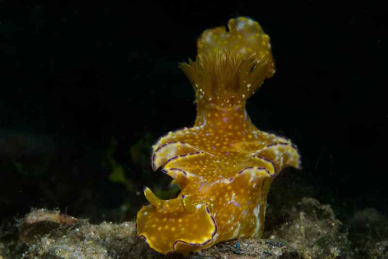 kangaroo nudibranch ceratosoma tenue 2