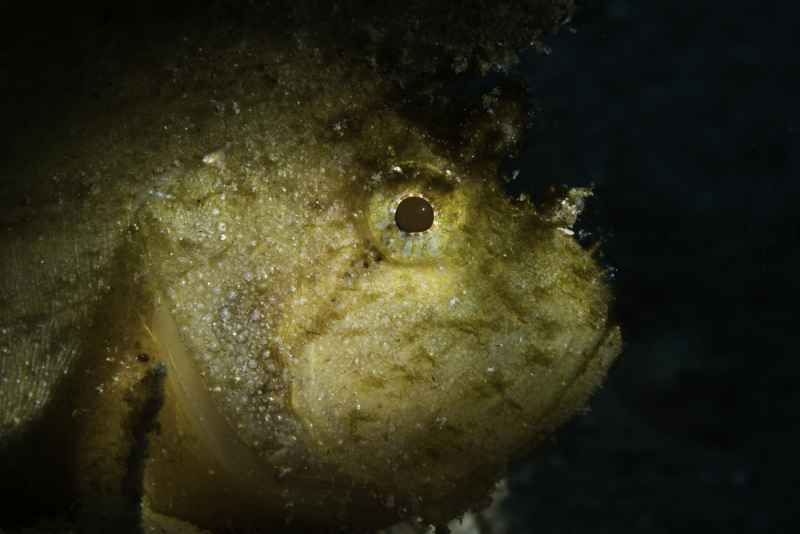 leaf scorpionfish taenianotus triacanthus02 3