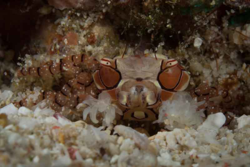 mosaic boxer crab lybia tesselata02 4
