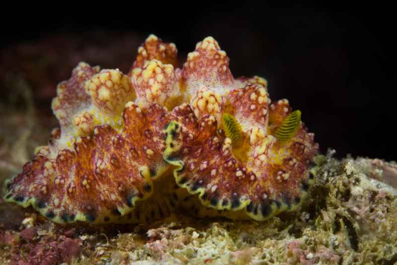 nudibranch glossodoris sp