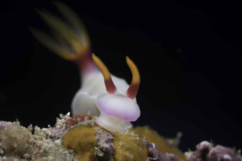 nudibranch hypselodoris bullockii