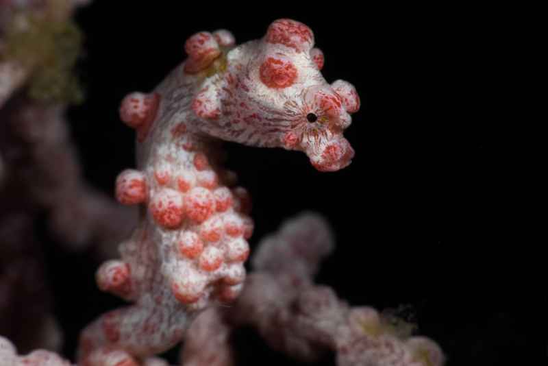 pygmy seahorse hippocampus bargibanti01 3