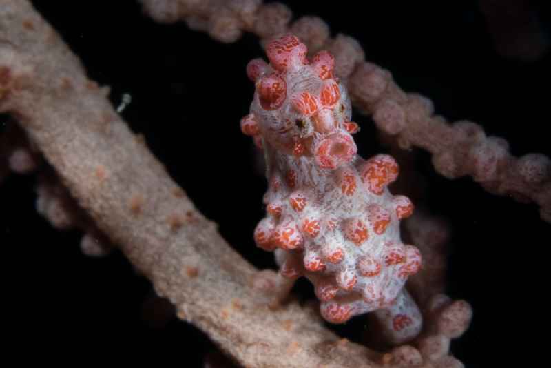 pygmy seahorse hippocampus bargibanti02 3