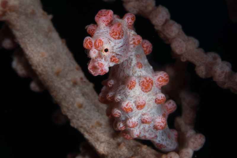 pygmy seahorse hippocampus bargibanti03 3