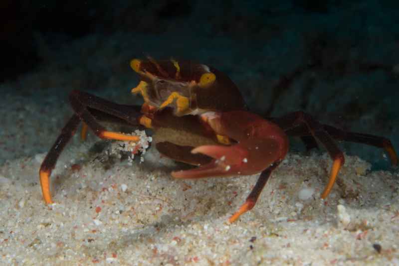 serenes black coral crab quadrella serenei
