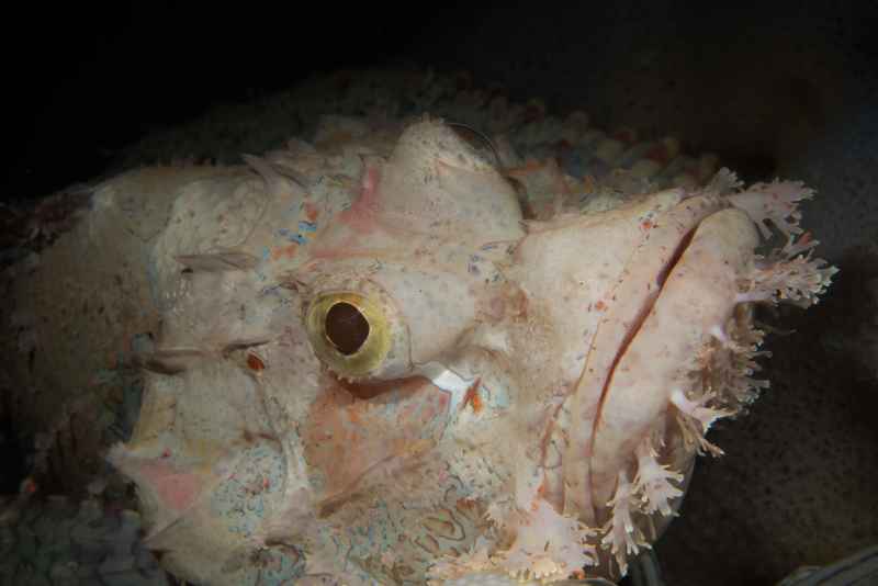 tasseled scorpionfish scorpaenopsis oxycephala 3