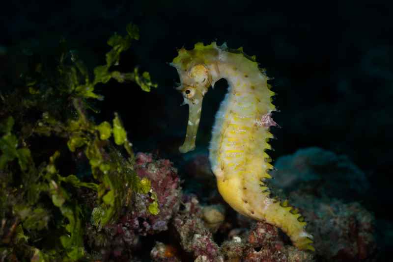 thorny seahorse hippocampus histrix01