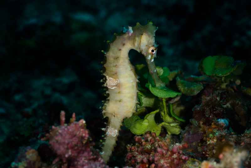 thorny seahorse hippocampus histrix02