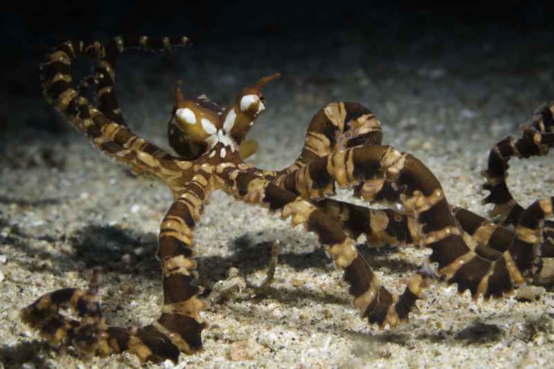 wunderpus octopus wunderpus photogenicus 2
