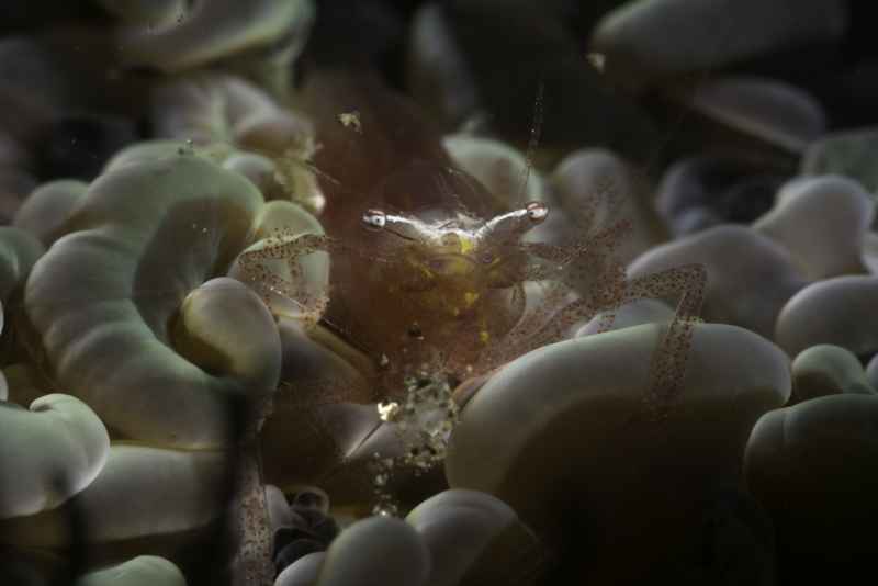 anchor coral shrimp vir euphyllius