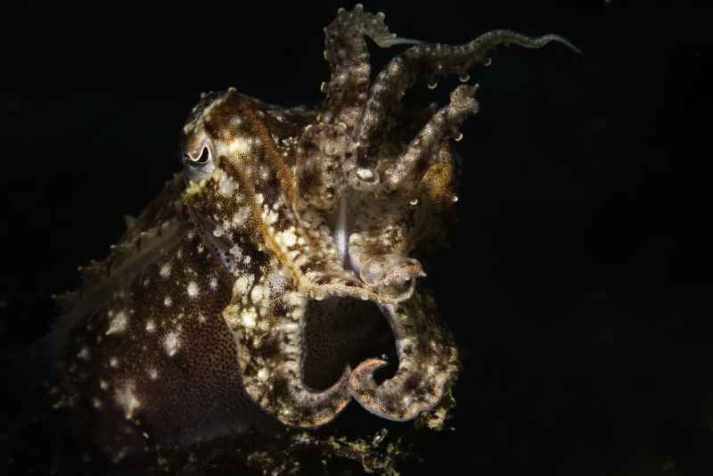 broadclub cuttlefish sepia latimanus