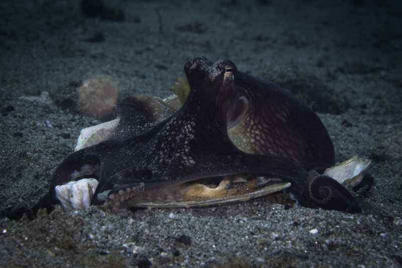 coconut octopus amphioctopus marginatus01 7
