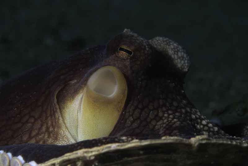 coconut octopus amphioctopus marginatus02 5