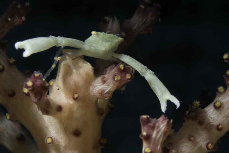 crowned coral crab quadrella coronat01