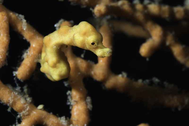 denises pygmy seahorse hippocampus denise