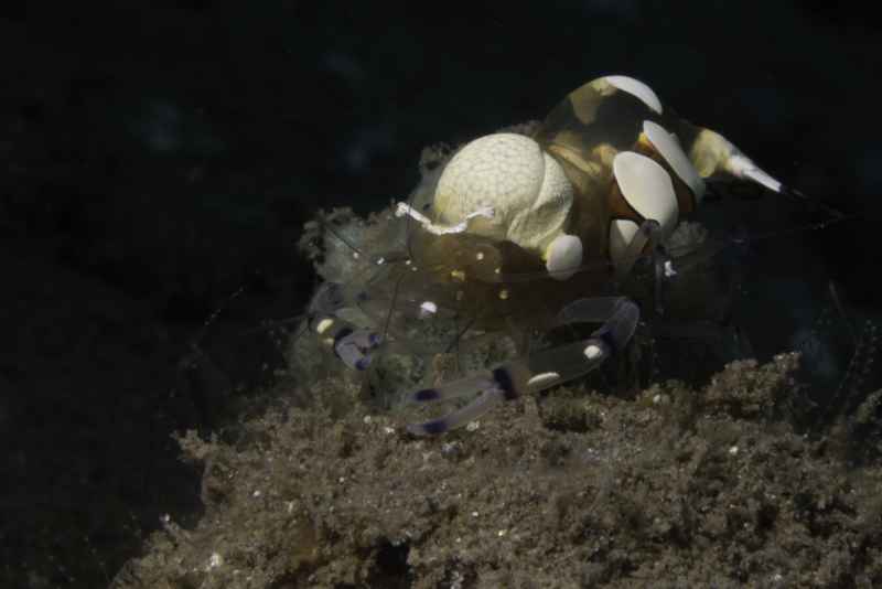 egg shell shrimp periclimenes brevicarpalis
