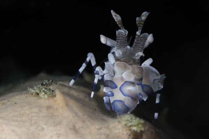 harlequin shrimp hymenocera elegans02 4
