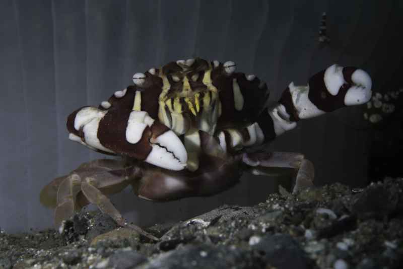 harlequin swimmer crab lissocarcinus laevis