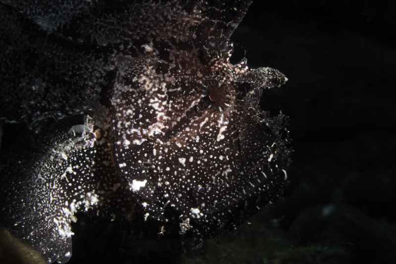 leaf scorpionfish taenianotus triacanthus 2