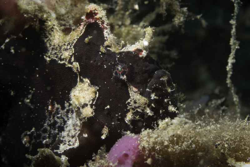 marble mouthed frogfish lophiocharon lithinostomus