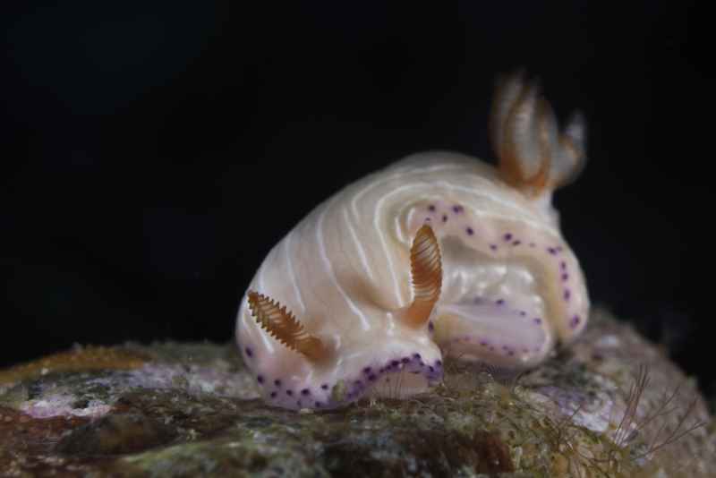 nudibranch hypselodoris katherinae