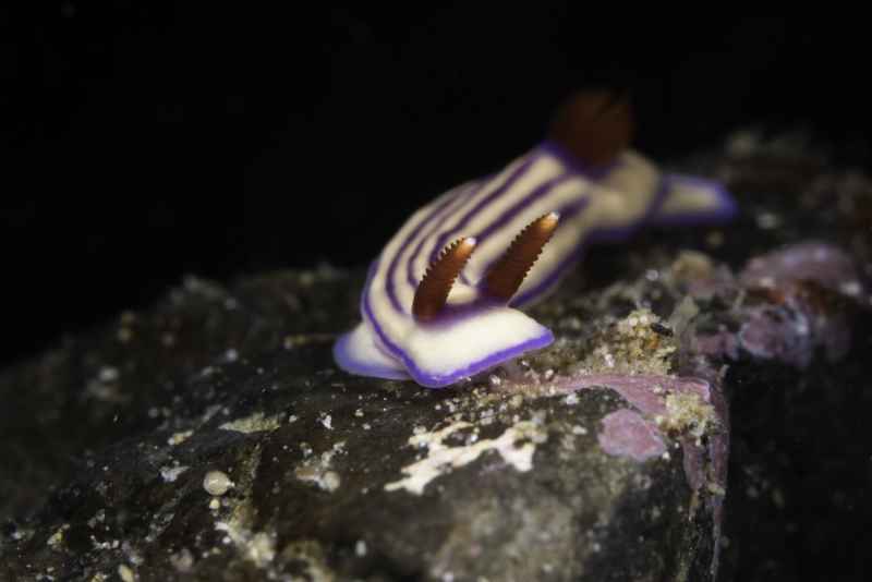 nudibranch hypselodoris maridadilus