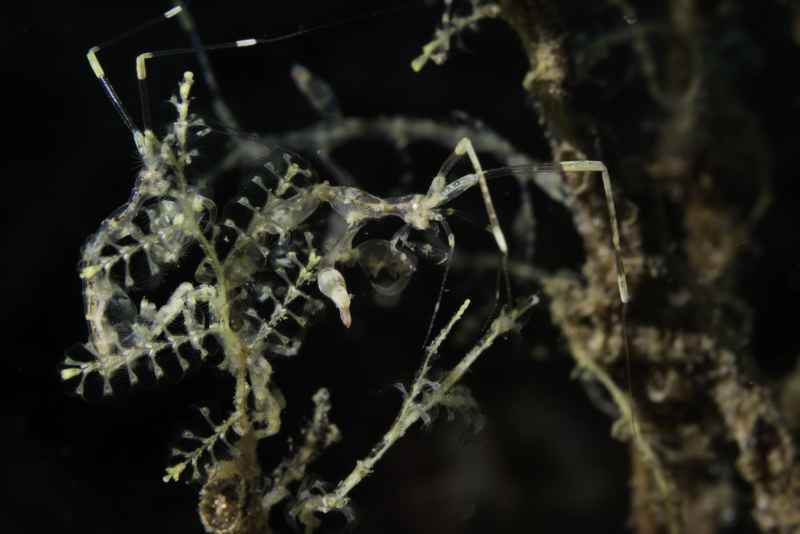 skeleton shrimp caprella ssp 2