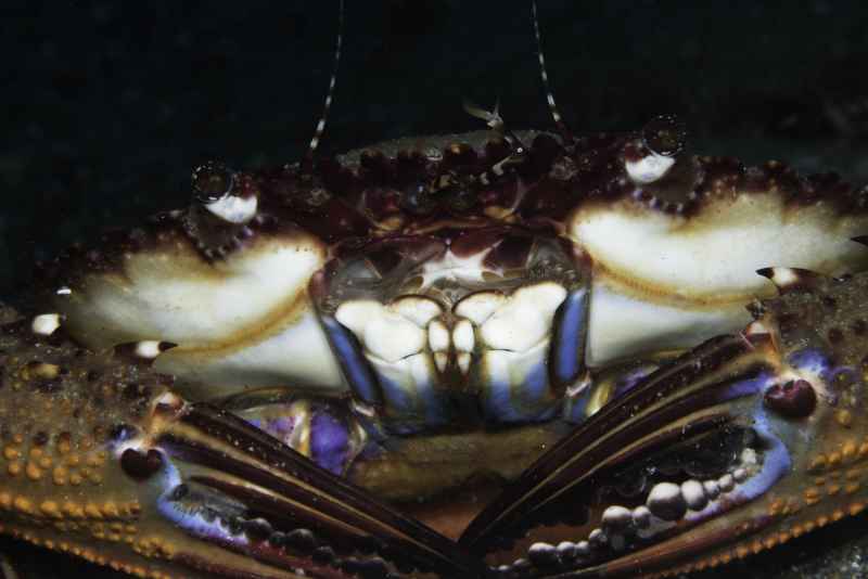 swimming crab thalamita coeruleipes