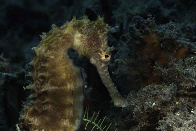 thorny seahorse hippocampus histrix